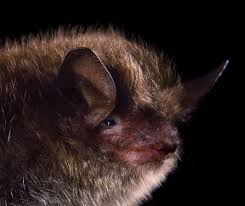 Attēlu rezultāti vaicājumam “Myotis sp.”