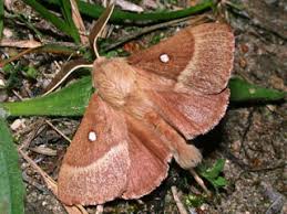 Attēlu rezultāti vaicājumam “Lasiocampa trifolii male”