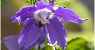 Image result for Campanula americana