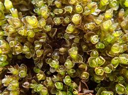 Attēlu rezultāti vaicājumam “Jungermannia subulata”