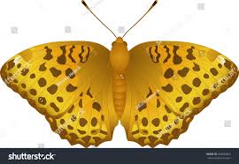 Attēlu rezultāti vaicājumam “Argynnis laodice”