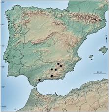 Attēlu rezultāti vaicājumam “Schistidium robustum sporophyte”