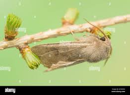 Attēlu rezultāti vaicājumam “Orthosia populeti”