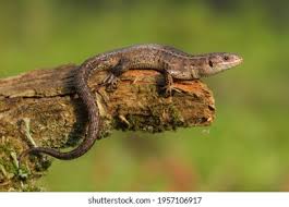 Attēlu rezultāti vaicājumam “Lacerta vivipara juvenile”