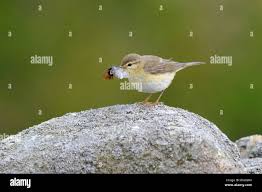 Attēlu rezultāti vaicājumam “Phylloscopus trochilus nest”
