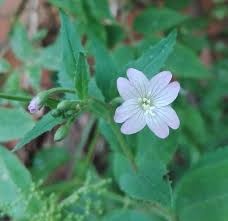 Attēlu rezultāti vaicājumam “Epilobium montanum”