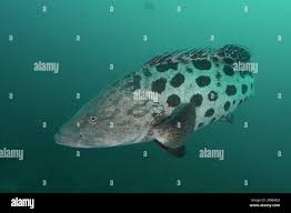 Image result for Epinephelus tukula