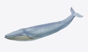 Image result for Balaenoptera musculus