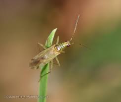 Attēlu rezultāti vaicājumam “Dicyphus sp.”