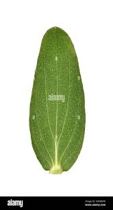 Attēlu rezultāti vaicājumam “Hypericum perforatum leaf”