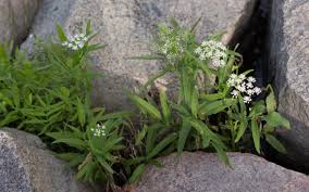 Attēlu rezultāti vaicājumam “Sium latifolium leaf”
