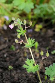 Attēlu rezultāti vaicājumam “Geranium pusillum leaf”