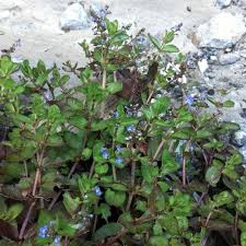 Attēlu rezultāti vaicājumam “Veronica beccabunga bud”