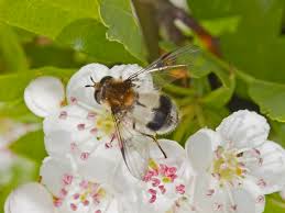 Attēlu rezultāti vaicājumam “Leucozona lucorum”