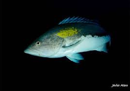 Image result for Epinephelus costae