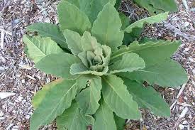 Attēlu rezultāti vaicājumam “Verbascum thapsus bud”