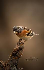 Attēlu rezultāti vaicājumam “Fringilla montifringilla”