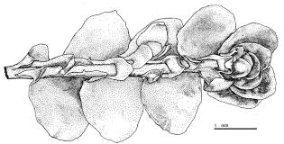 Attēlu rezultāti vaicājumam “Porella cordaeana”