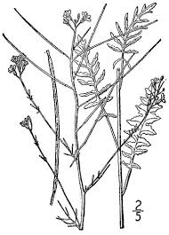 Attēlu rezultāti vaicājumam “Sisymbrium altissimum”