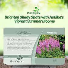 Attēlu rezultāti vaicājumam “Astilbe chinensis bud”