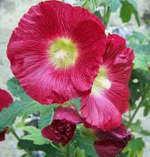 Image result for Alcea (althaea) rosea
