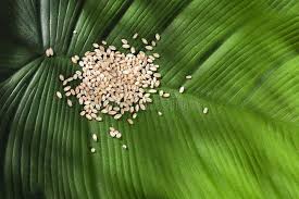 Attēlu rezultāti vaicājumam “Hordeum vulgare fruit”