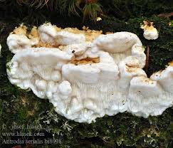 Attēlu rezultāti vaicājumam “Antrodia sinuosa”