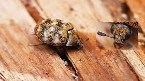 Attēlu rezultāti vaicājumam “Anthrenus sp.”