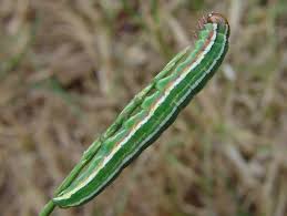 Attēlu rezultāti vaicājumam “Panolis flammea”