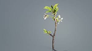 Attēlu rezultāti vaicājumam “Cerasus bud”