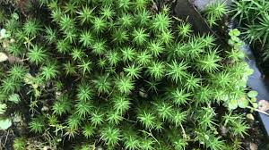 Attēlu rezultāti vaicājumam “Polytrichum commune sporophyte”