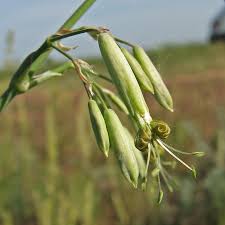 Attēlu rezultāti vaicājumam “Silene chlorantha”