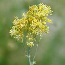 Attēlu rezultāti vaicājumam “Thalictrum flavum fruit”