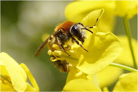 Attēlu rezultāti vaicājumam “Andrena haemorrhoa female”
