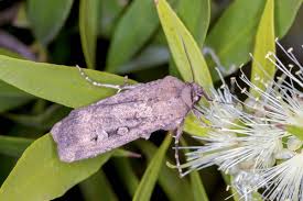 Attēlu rezultāti vaicājumam “Agrotis ripae larva”