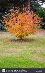 Attēlu rezultāti vaicājumam “Crataegus chrysocarpa”