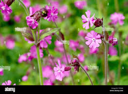 Attēlu rezultāti vaicājumam “Silene dioica flower”