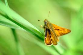 Attēlu rezultāti vaicājumam “Ochlodes sylvanus underside”