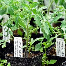 Afbeeldingsresultaat voor grubbs mystery green tomato