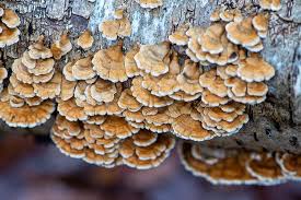 Attēlu rezultāti vaicājumam “Plicaturopsis crispa”