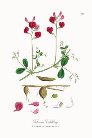 Attēlu rezultāti vaicājumam “Lathyrus tuberosus”