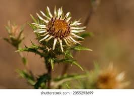 Attēlu rezultāti vaicājumam “Carlina vulgaris flower”