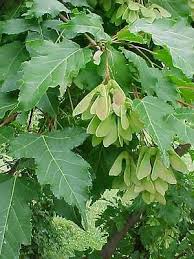 Attēlu rezultāti vaicājumam “Acer tataricum leaf”