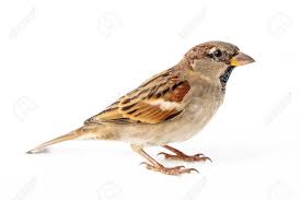 Attēlu rezultāti vaicājumam “Passer domesticus male”