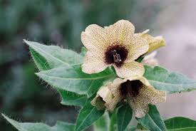 Image result for bilsenkraut