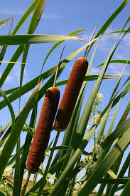 Attēlu rezultāti vaicājumam “Typha latifolia”