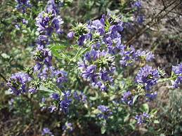 Attēlu rezultāti vaicājumam “Medicago sativa subsp. sativa flower”