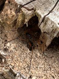 Attēlu rezultāti vaicājumam “Dictenidia bimaculata male”