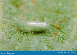 Attēlu rezultāti vaicājumam “Lyonetia clerkella”