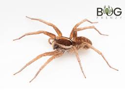 Attēlu rezultāti vaicājumam “Lycosidae”